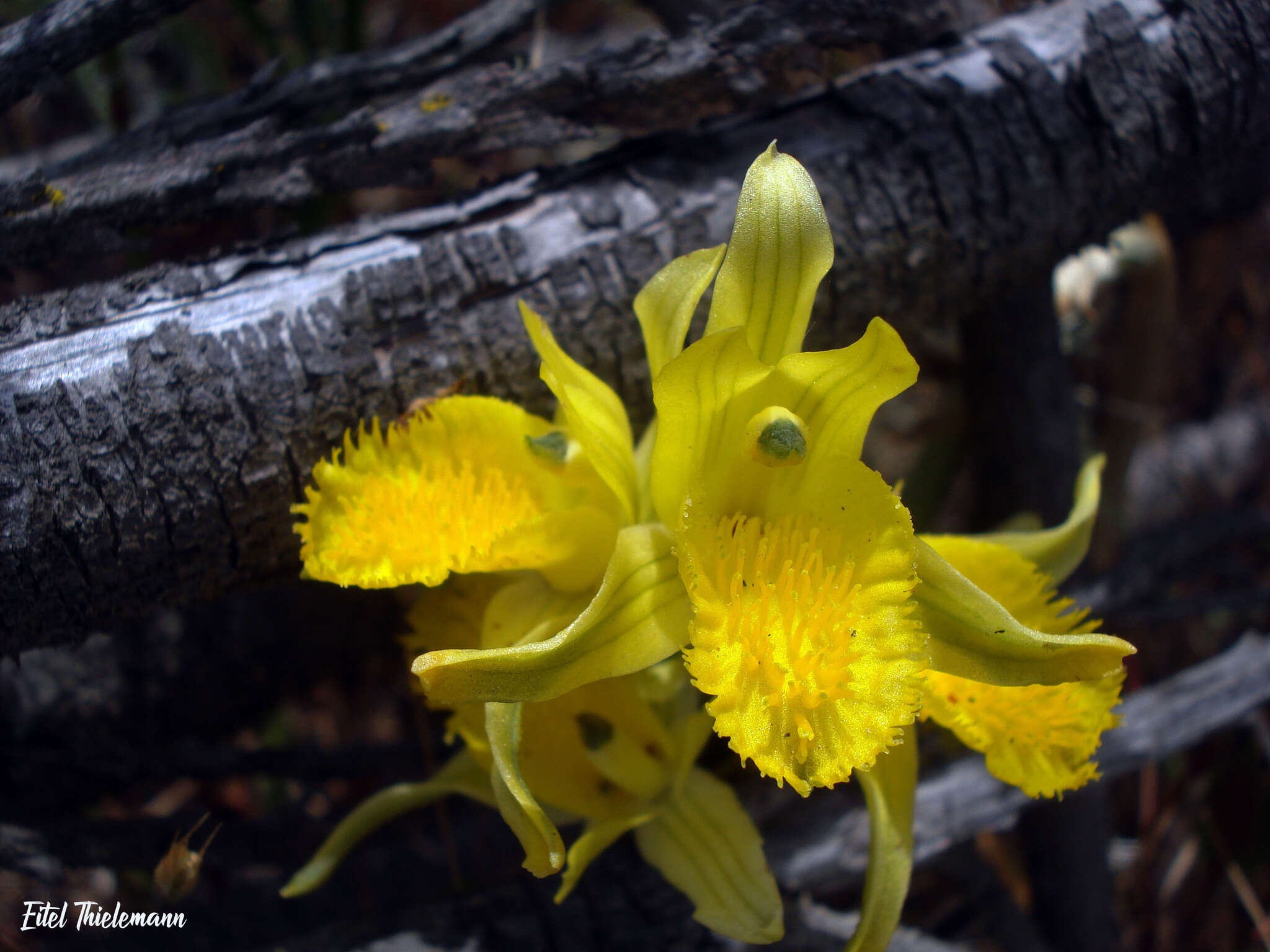 Chloraea barbata Lindl. resmi