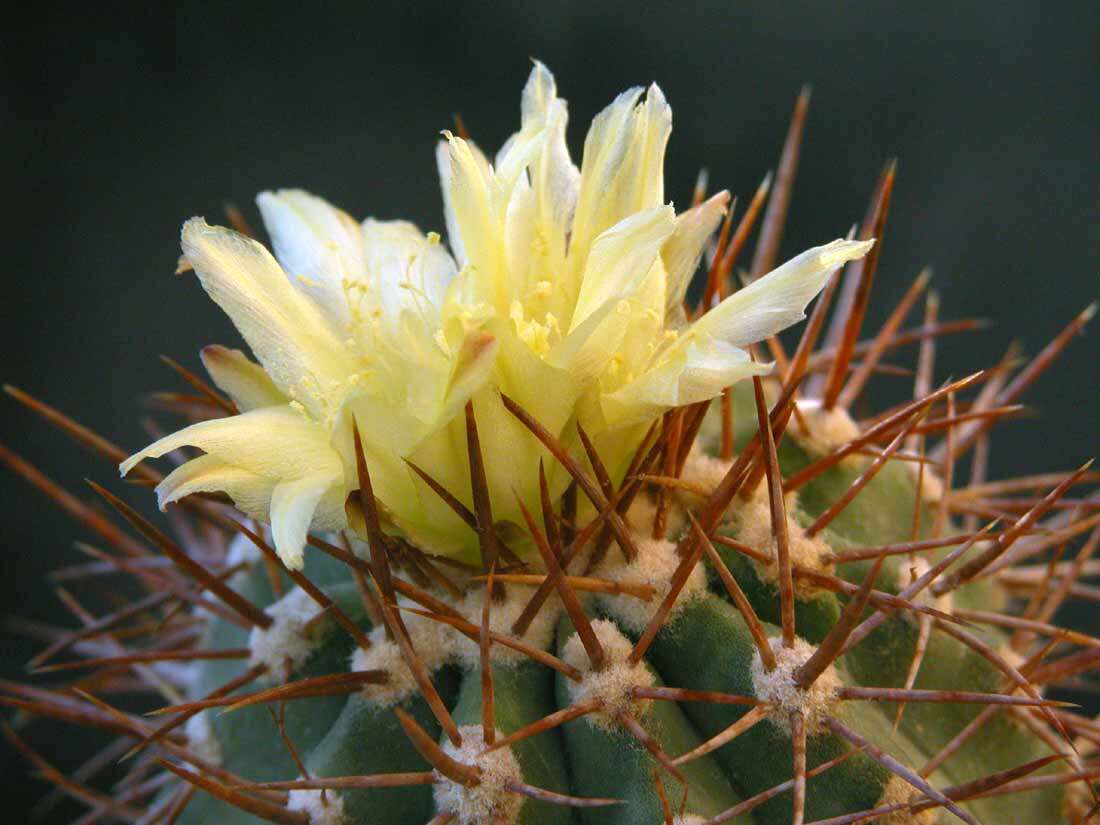 Image of Copiapoa calderiana subsp. atacamensis (Middled.) Mottram