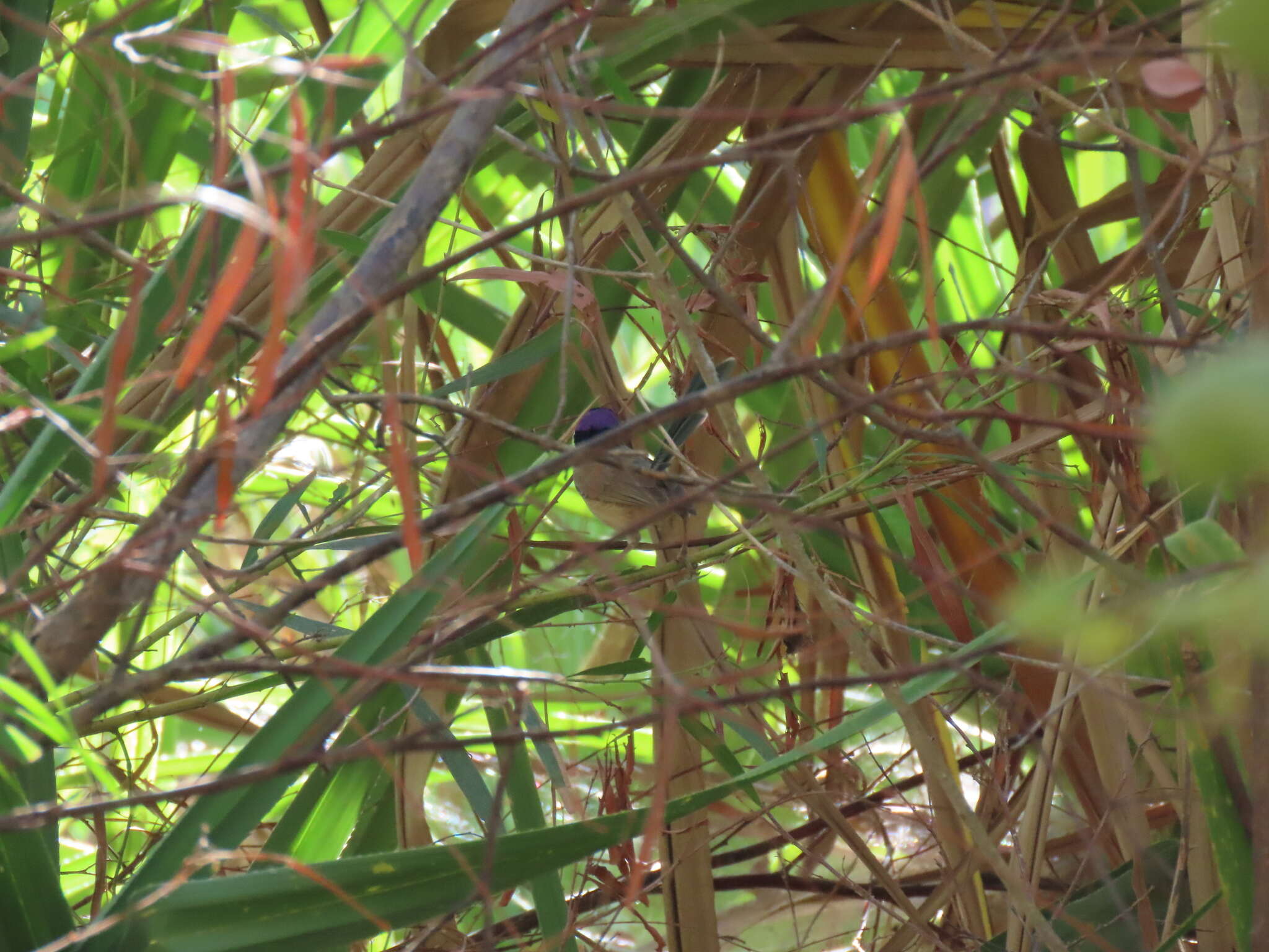 Image of Lilac-crowned Wren