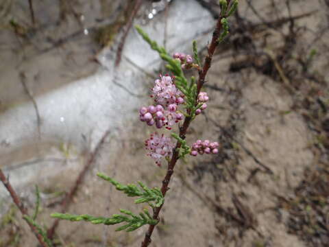 Image of Tamarix gracilis Willd.