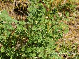 Image of Thalictrum myriophyllum Ohwi