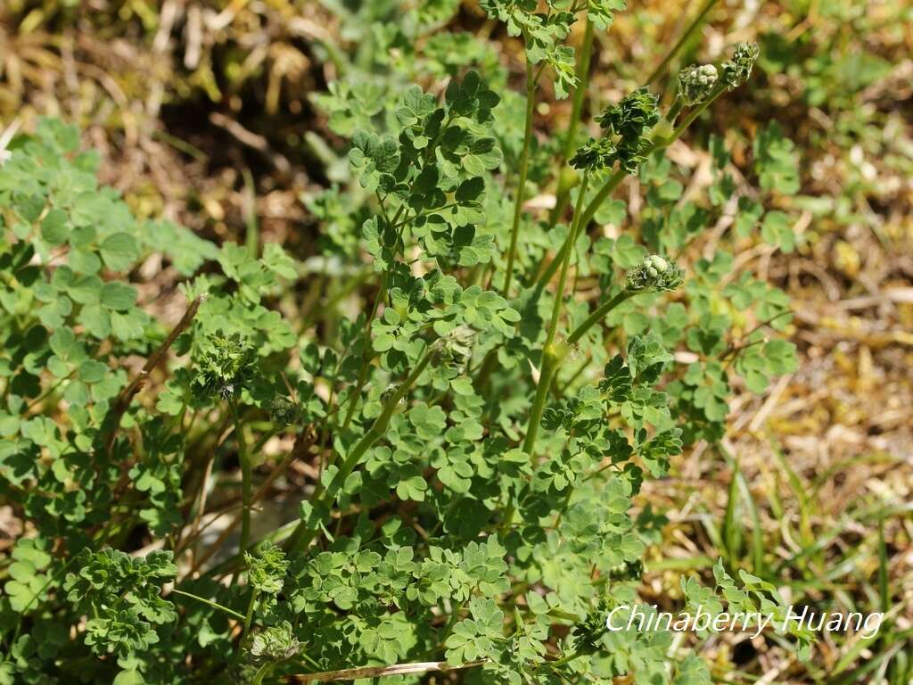 Imagem de Thalictrum myriophyllum Ohwi