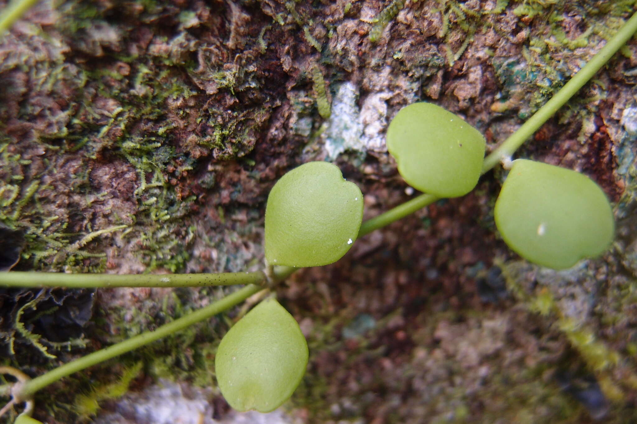 Image of Dischidia formosana Maxim.