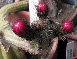 صورة Corryocactus apiciflorus (Vaupel) Hutchison