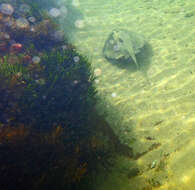 Image of Eastern Shovelnose Stingaree