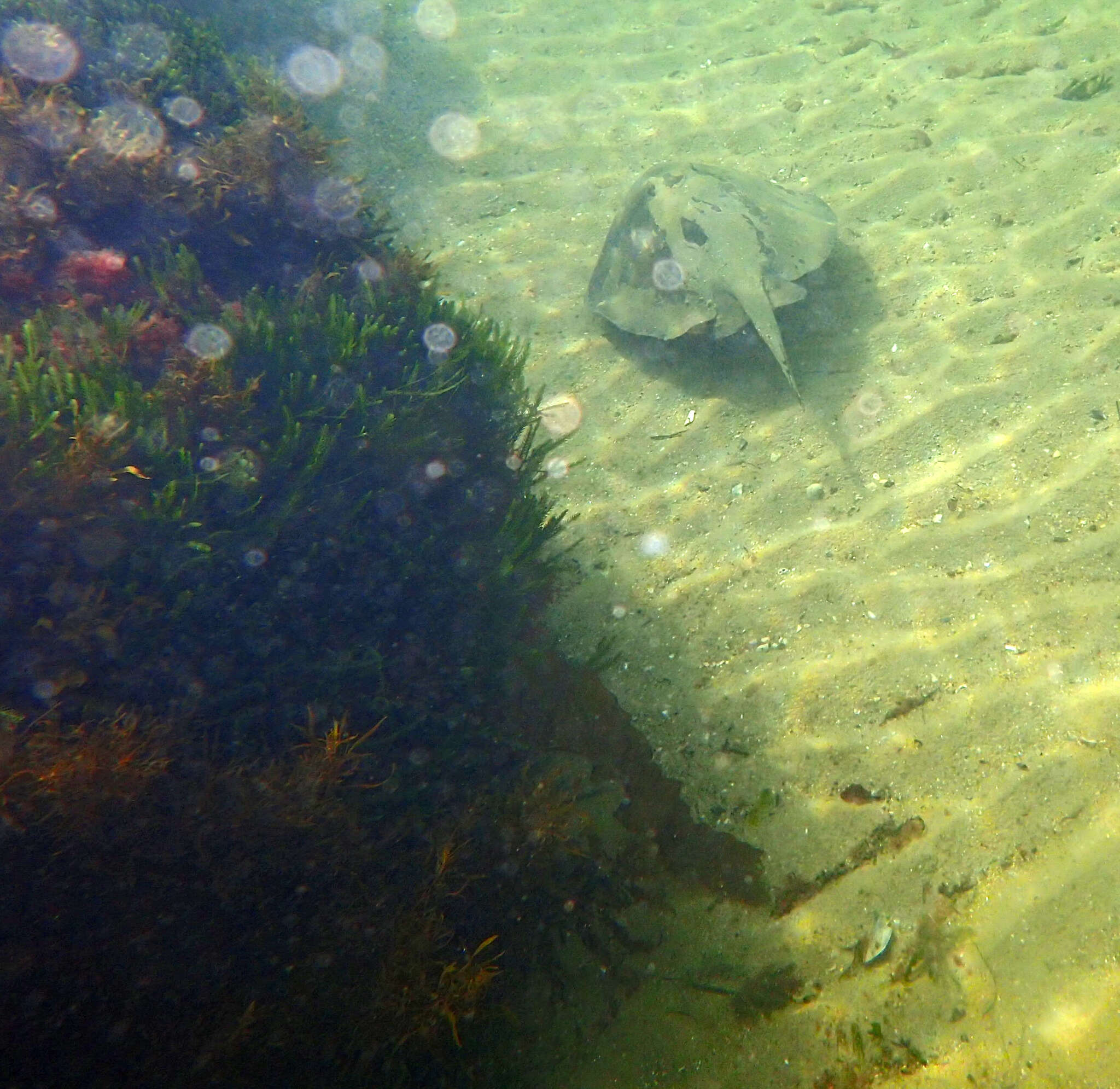 Image of Eastern Shovelnose Stingaree