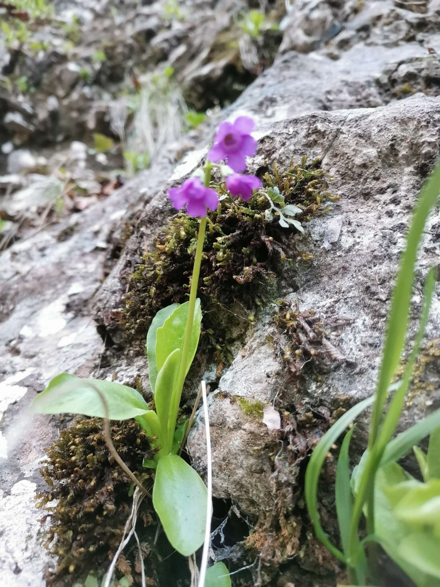 Слика од Primula carniolica Jacq.