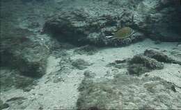 Image of Azores Chromis