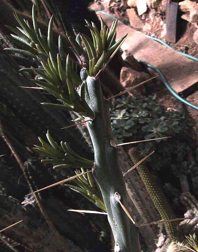 Image de Cylindropuntia leptocaulis (DC.) F. M. Knuth