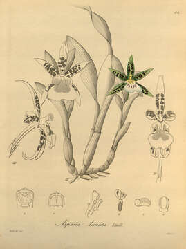 Image of Aspasia lunata Lindl.