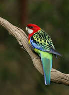 Image of Eastern Rosella