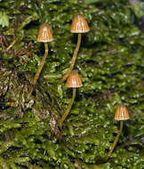 Image of Galerina austrocalyptrata A. H. Sm. & Singer 1964