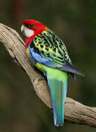 Image of Eastern Rosella