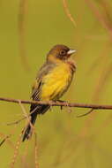 Image of Brown-headed Bunting