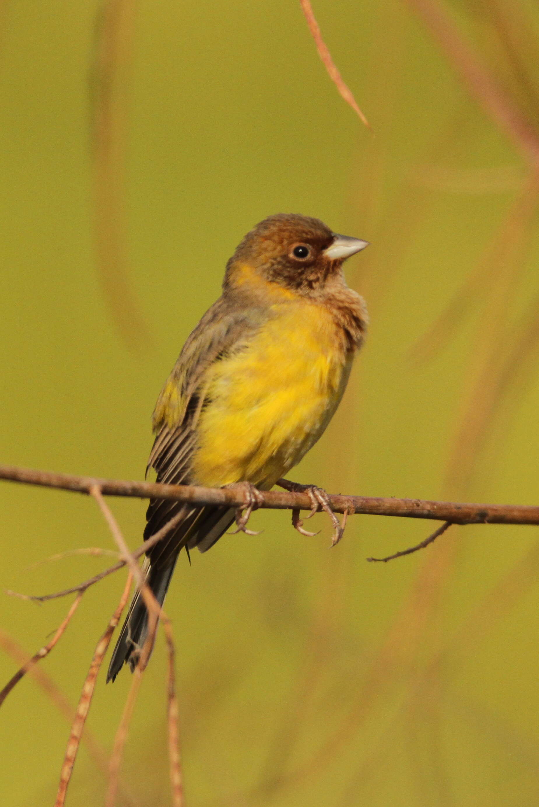 Image of Brown-headed Bunting