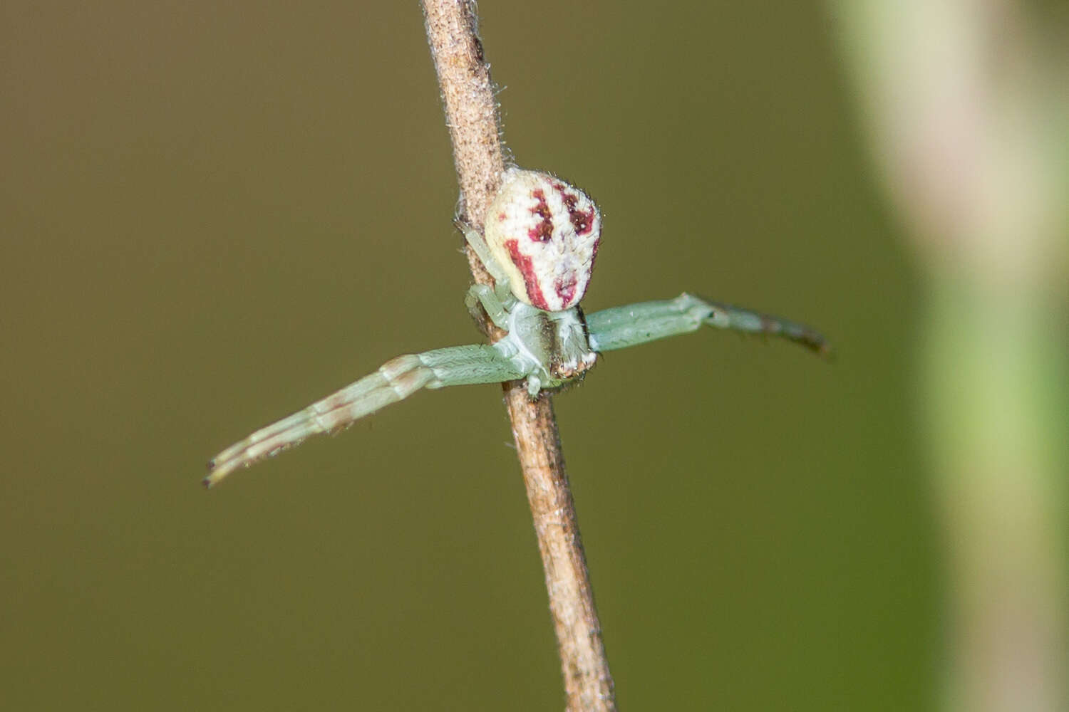 Image of Mecaphesa dubia (Keyserling 1880)