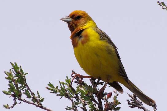 Image of Brown-headed Bunting