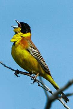 Image of Black-headed Bunting