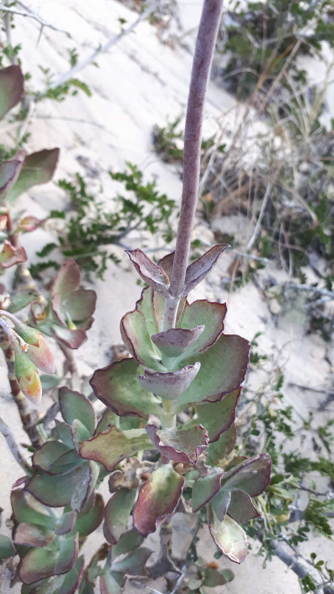 Imagem de Cotyledon adscendens R. A. Dyer