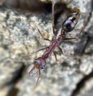 Image of Myrmecia regularis Crawley 1925