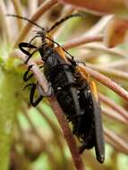 Sivun Lyconotus lateralis (Melsheimer 1846) kuva