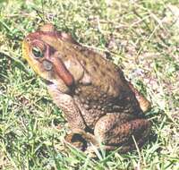 Image of Rhinella achavali (Maneyro, Arrieta & de Sá 2004)