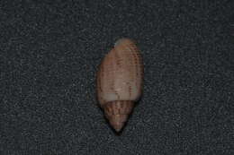 Image of Pupa strigosa (Gould 1859)