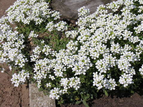 Image of Gray rockcress