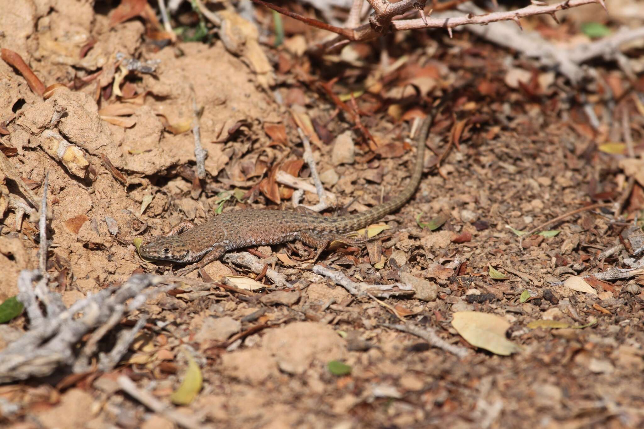 Image of Small-spotted lizard