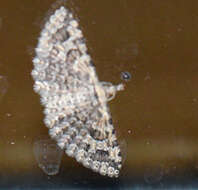 Image of Montana Six-plume Moth