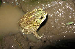 Image of Rhinella fernandezae (Gallardo 1957)