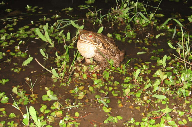 Image of Cururu Toad