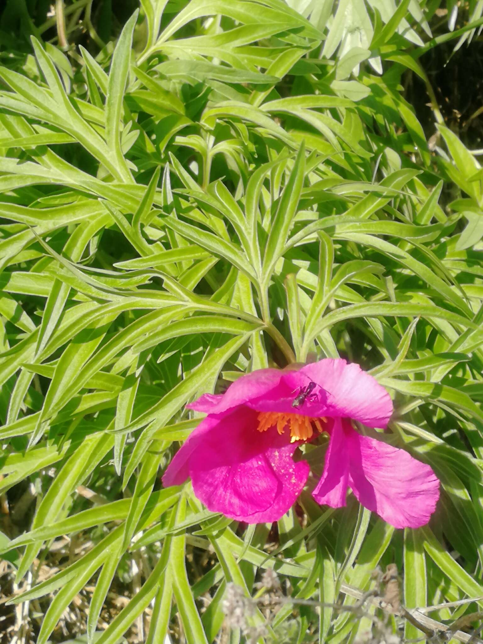 Image of Paeonia intermedia subsp. intermedia