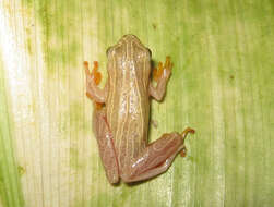 Image of Lesser Treefrog