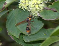 Слика од Oreumenes decoratus (Smith 1852)