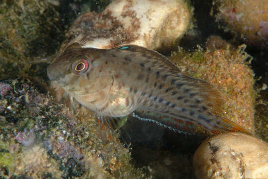 Image of Black Sea Blenny