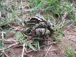 Image of Moustached frog