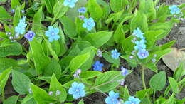 Omphalodes verna Moench的圖片