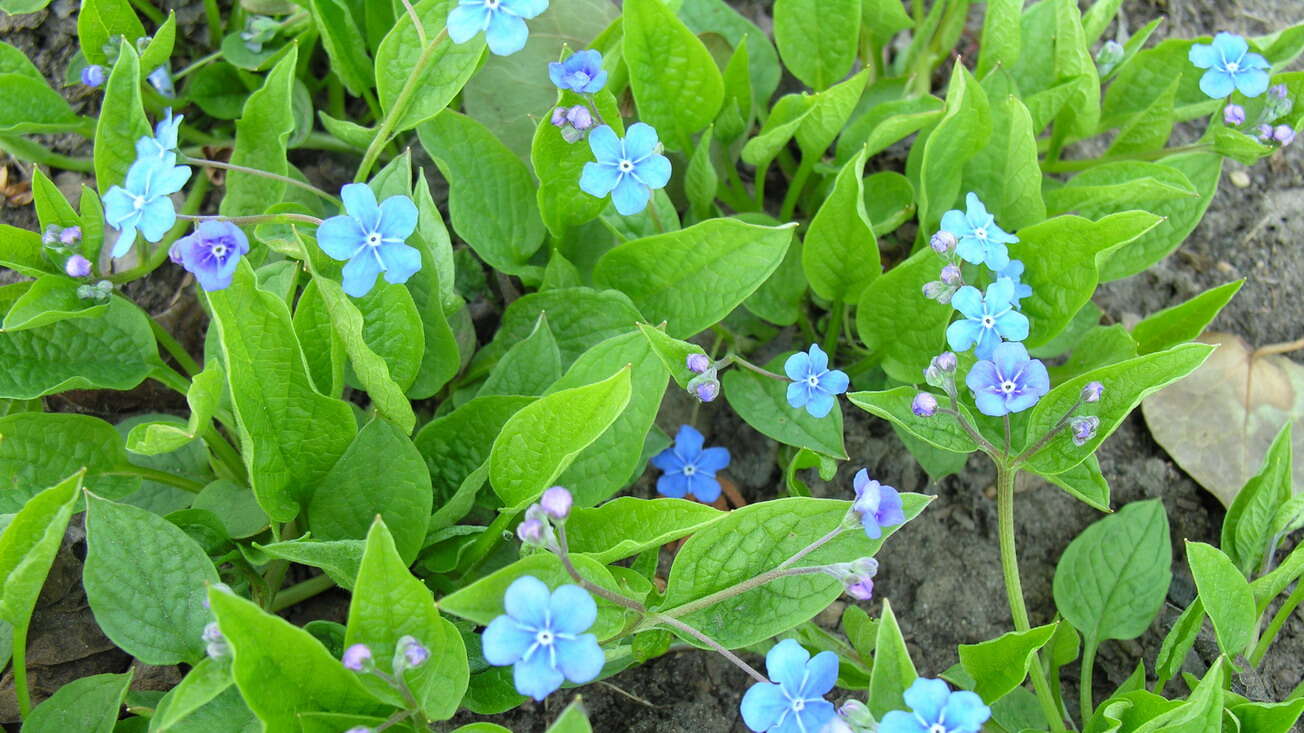 Omphalodes verna Moench的圖片