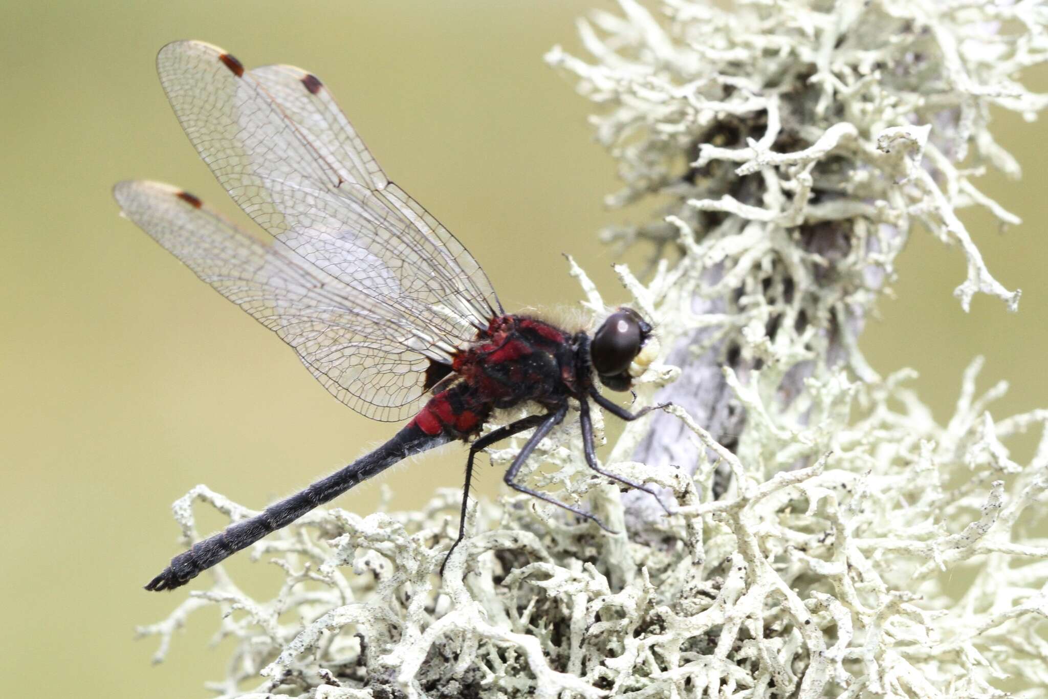 Image of Leucorrhinia patricia Walker 1940