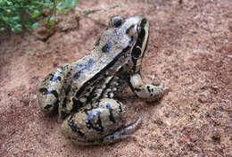 Image of Moustached frog