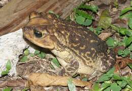 Image of Western Cuba Giant Toad