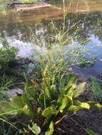 Image of American water plantain