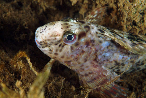 Image of Black Sea Blenny