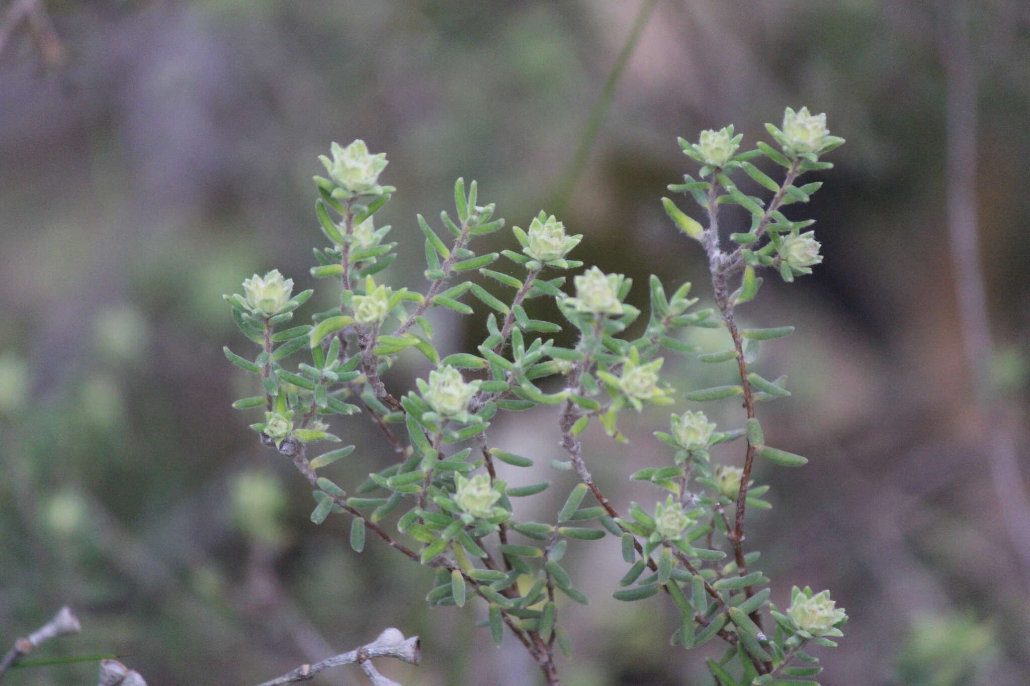 Image of Hibbertia crinita H. R. Toelken