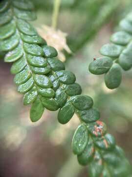 Image de Acacia pentadenia Lindl.