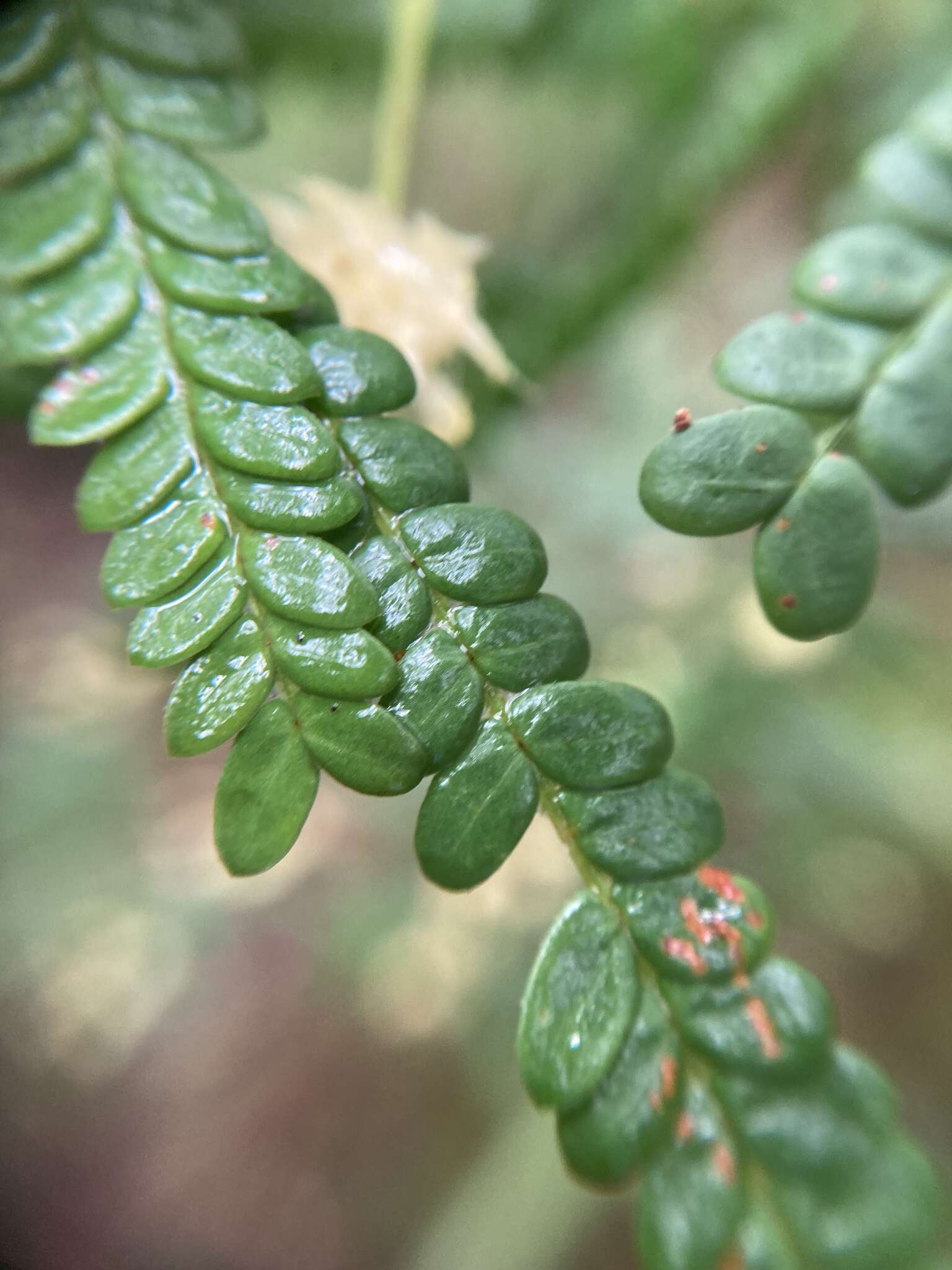 Image de Acacia pentadenia Lindl.