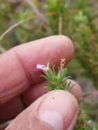 Image of Muraltia rubeacea Eckl. & Zeyh.