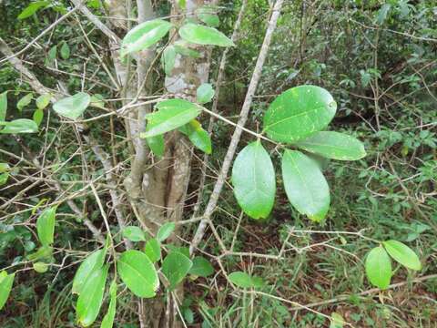 Image of Strychnos gerrardii N. E. Br.