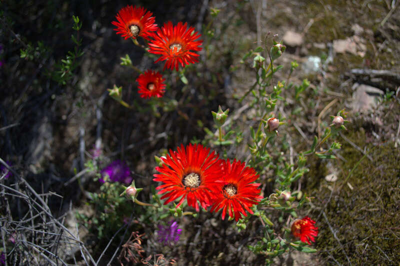 Imagem de Drosanthemum lavisii L. Bol.